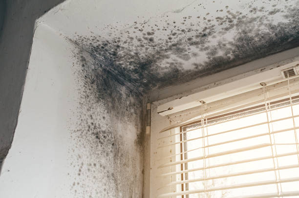 Affordable Mold Remediation solutions in Jackson, MI