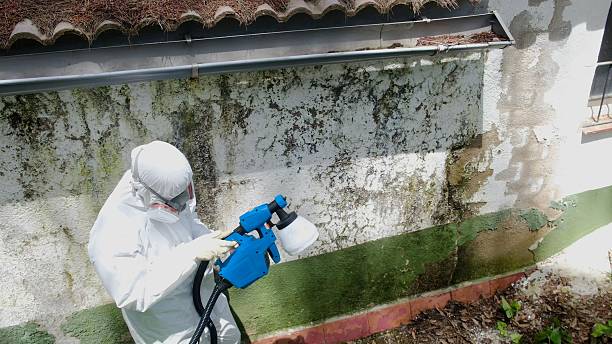 Top rated local Mold Remediation specialists in Jackson, MI